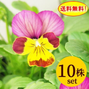 ビオラあいちゃんポット苗10個セット送料無料 パンジー ビオラ 苗 イングリッシュガーデン 寄せ植え