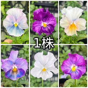 rI ̋F Ԃ܂ tV[Y |bgc@1 pW[ rI c CObVK[f 񂹐A