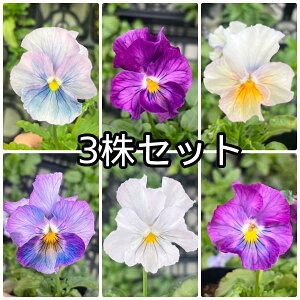 rI ̋F Ԃ܂ tV[Y |bgc@3Zbg pW[ rI c CObVK[f 񂹐A