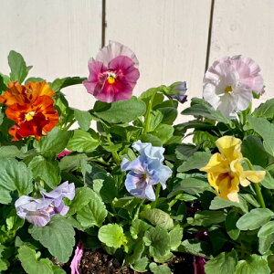 フリル咲きパンジー シエルブリエ 3.5号(直径10.5cm)ポット苗 1個 色おまかせ 花日和オリジナル  パンジー ビオラ すみれ 苗 寄せ植え