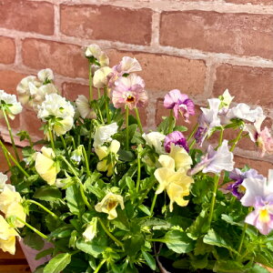 t炫pW[ yNA 3.5ia10.5cmj|bgc 1 F܂@ԓaIWi@ pW[ rI ݂ c 񂹐A