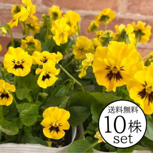 pW[ pW[@񂵂Ⴂ񂵂[ ֌ntpW[@MBt[ |bgc@10Zbg pW[ rI c CObVK[f 񂹐A