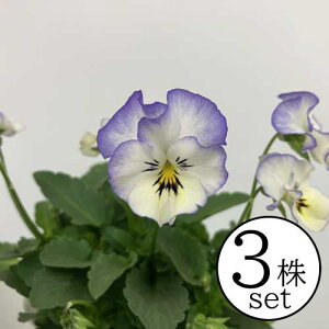 pW[ tu[X[ Ԃ܂ tV[Y |bgc 3Zbg pW[ rI c CObVK[f 񂹐A