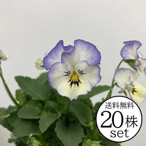 pW[ tu[X[ Ԃ܂ tV[Y |bgc 20Zbg pW[ rI c CObVK[f 񂹐A