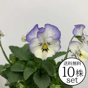 pW[ tu[X[ Ԃ܂ tV[Y |bgc 10Zbg pW[ rI c CObVK[f 񂹐A