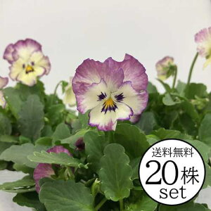 pW[ t[YX[ Ԃ܂ tV[Y |bgc 20Zbg pW[ rI c CObVK[f 񂹐A