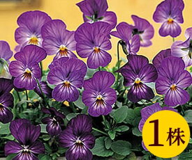 楽天市場 ビオラ 苗の通販