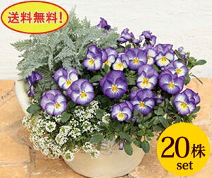 FX~ Cu[ |bgc@20Zbg  pW[ rI c CObVK[f 񂹐A