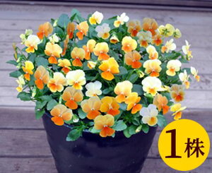ビオラ オレンジリップ プラスキティー ポット苗 1個 パンジー ビオラ 苗 イングリッシュガーデン 寄せ植え
