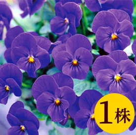 楽天市場 ビオラ 苗の通販