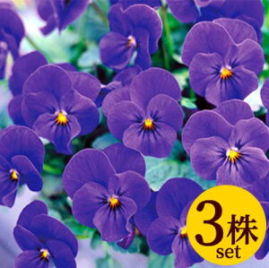 ビオラ ビビ オーシャンブルー ポット苗 3個セット パンジー ビオラ 苗 イングリッシュガーデン 寄せ植え