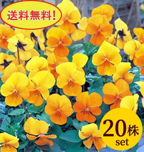 ビオラ ビビ クリアオレンジ ポット苗 20個セット 送料無料 パンジー ビオラ 苗 イングリッシュガーデン 寄せ植え