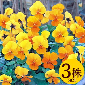 rI rr NAIW |bgc@3Zbg pW[ rI c CObVK[f 񂹐A