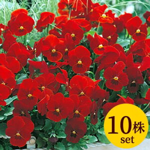 ビオラ ビビ スカーレット ポット苗 10個セット 送料無料 パンジー ビオラ 苗 イングリッシュガーデン 寄せ植え