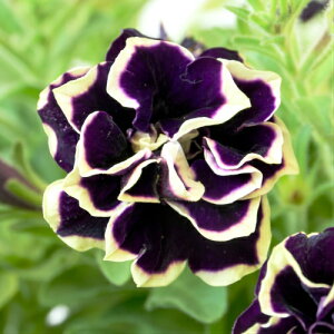 苗 ペチュニアの人気商品 通販 価格比較 価格 Com