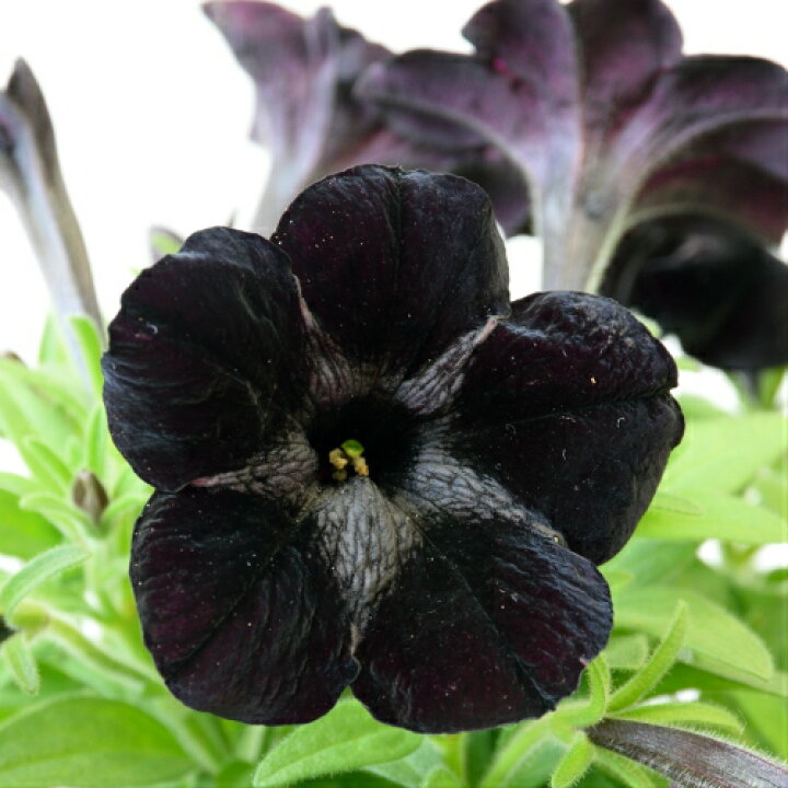 楽天市場 ペチュニア ノワール 黒之瀬戸 1株 寄せ植え 季節の花苗 イングリッシュガーデンに あなたの街のお花屋さんイングの森