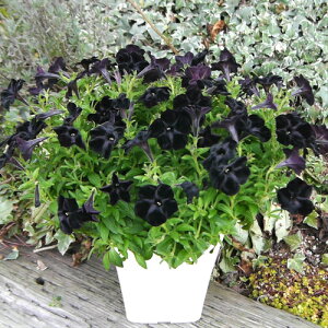 楽天市場 ペチュニア ノワール 黒之瀬戸 1株 寄せ植え 季節の花苗 イングリッシュガーデンに あなたの街のお花屋さんイングの森