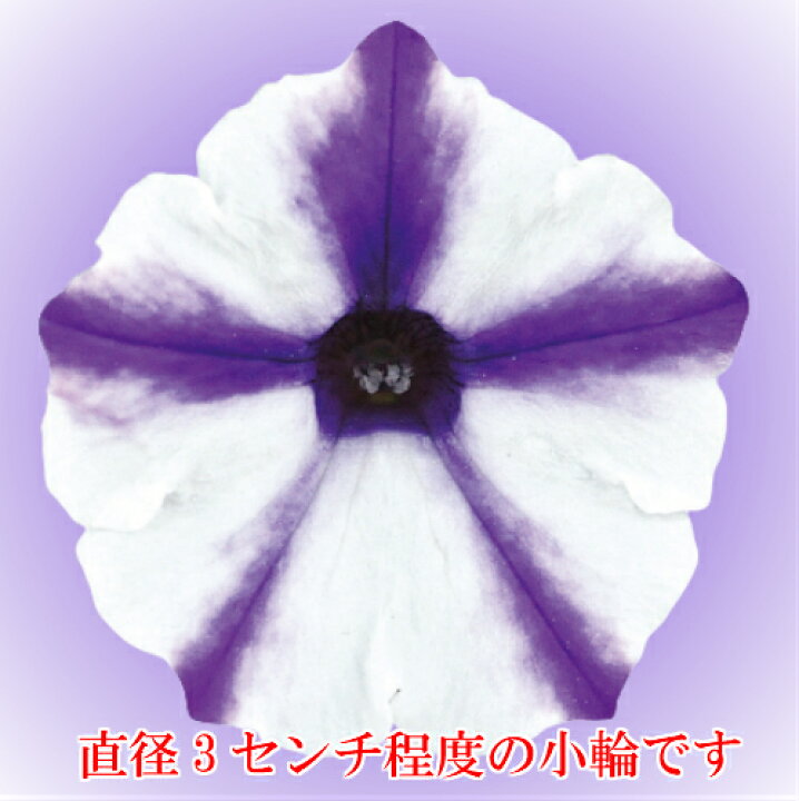 楽天市場 ペチュニア スーパーチュニア ミニ ブルースター 1株 寄せ植え 季節の花苗 イングリッシュガーデンに あなたの街のお花屋さんイングの森