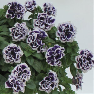 楽天市場 ペチュニア 花衣シリーズ 藍染 1株 M Bフローラ 寄せ植え 季節の花苗 イングリッシュガーデンに あなたの街のお花屋さんイングの森
