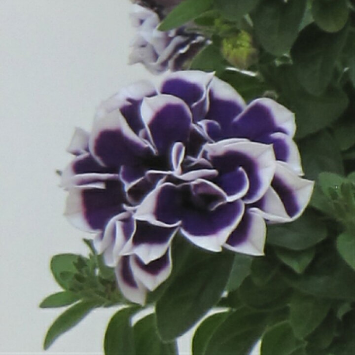 楽天市場 ペチュニア 花衣シリーズ 藍染 1株 M Bフローラ 寄せ植え 季節の花苗 イングリッシュガーデンに あなたの街のお花屋さんイングの森