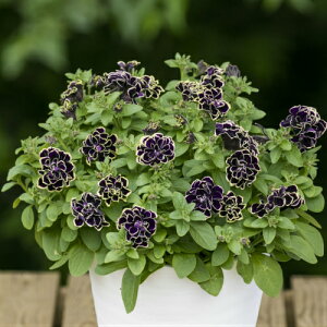 楽天市場 ペチュニア 花衣シリーズ 黒真珠 1株 M Bフローラ 寄せ植え 季節の花苗 イングリッシュガーデンに あなたの街のお花屋さんイングの森