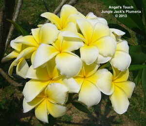 苗 プルメリアの人気商品 通販 価格比較 価格 Com 苗 プルメリアの人気商品 通販 価格比較 価格 Com