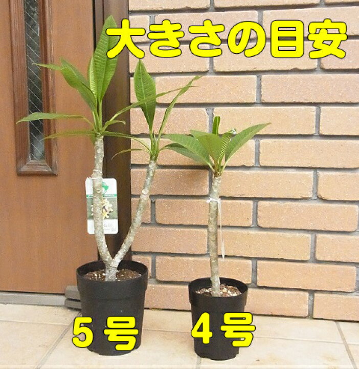 楽天市場】プルメリア ヘブン 4号鉢（直径12cm）ジャングル 