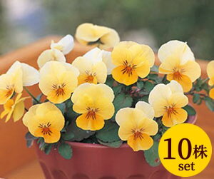 rI t[p[ AvRbgbv |bgc@10Zbg  pW[ rI c CObVK[f 񂹐A