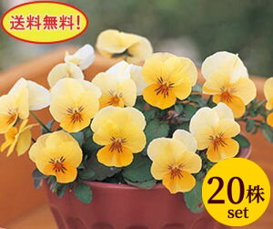 rI t[p[ AvRbgbv |bgc@20Zbg  pW[ rI c CObVK[f 񂹐A