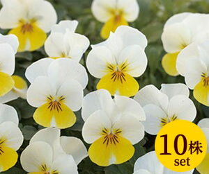 rI t[p[ N[CG[bv |bgc@10Zbg  pW[ rI c CObVK[f 񂹐A