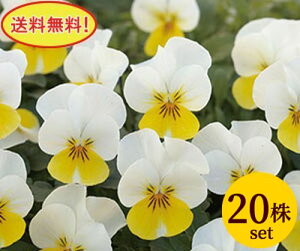 rI t[p[ N[CG[bv |bgc@20Zbg  pW[ rI c CObVK[f 񂹐A