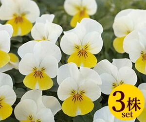 rI t[p[ N[CG[bv |bgc@3Zbg pW[ rI c CObVK[f 񂹐A