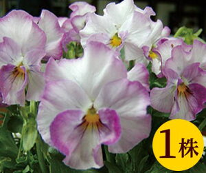 パンジー 苗の人気商品 通販 価格比較 価格 Com