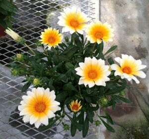 楽天市場 宿根タイプのガザニアガザニア カナリアスマイル １株 あなたの街のお花屋さんイングの森