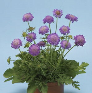 XJrIT@u[m[g̎50 {i̔͑EiƓ̏ꍇ͑ȋ̌nɂȂ܂