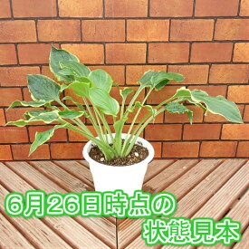 楽天市場 ギボウシ 鉢の通販