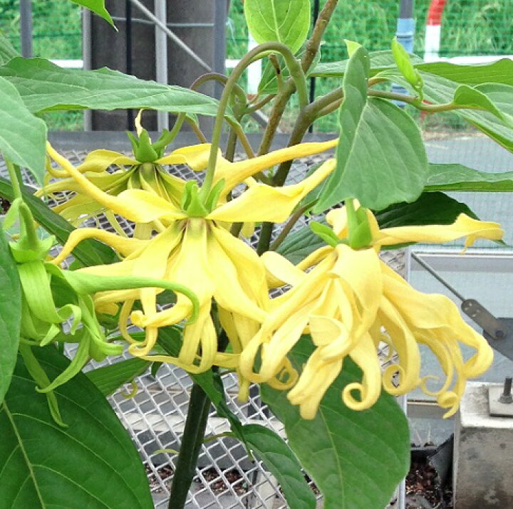 楽天市場 香水の原料にもなった香木イランイラン5号鉢白砂利敷き あなたの街のお花屋さんイングの森