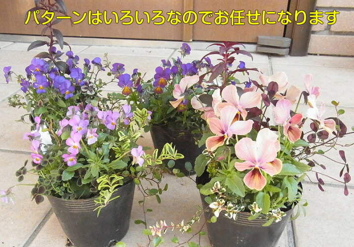 楽天市場 楽天１位世界にひとつだけの花 ミックス寄せ植えではありません幼苗の段階から同じポットの中で育てて来ました珍しいビオラを中心に4 5種のお花が一緒に育ってきました10 5cmポット 苗 花の苗 あなたの街のお花屋さんイングの森