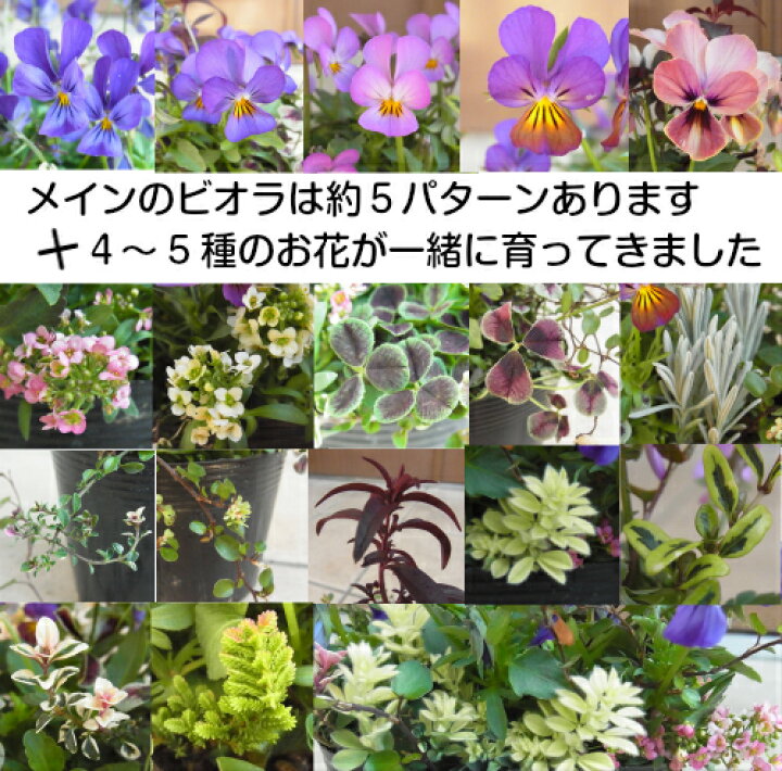 楽天市場 楽天１位世界にひとつだけの花 ミックス寄せ植えではありません幼苗の段階から同じポットの中で育てて来ました珍しいビオラを中心に4 5種のお花が一緒に育ってきました10 5cmポット 苗 花の苗 あなたの街のお花屋さんイングの森