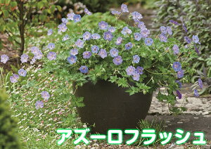 楽天市場 宿根草 多年草 夏 秋楽しむ その１ ア コ ゲラニウム ゲラニューム あなたの街のお花屋さんイングの森