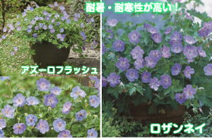 楽天市場 宿根草 多年草 夏 秋楽しむ その１ ア コ ゲラニウム ゲラニューム あなたの街のお花屋さんイングの森