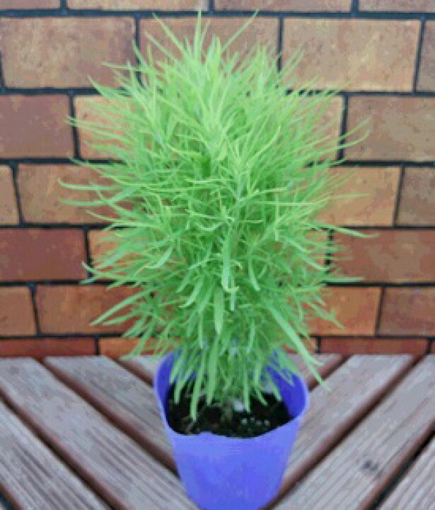 楽天市場 コキア ほうき草 ２株セット イングリッシュガーデン 苗 花苗 ガーデニング 鉢植え 庭植え 寄せ植え セット楽天1位 あなたの街のお花屋さんイングの森
