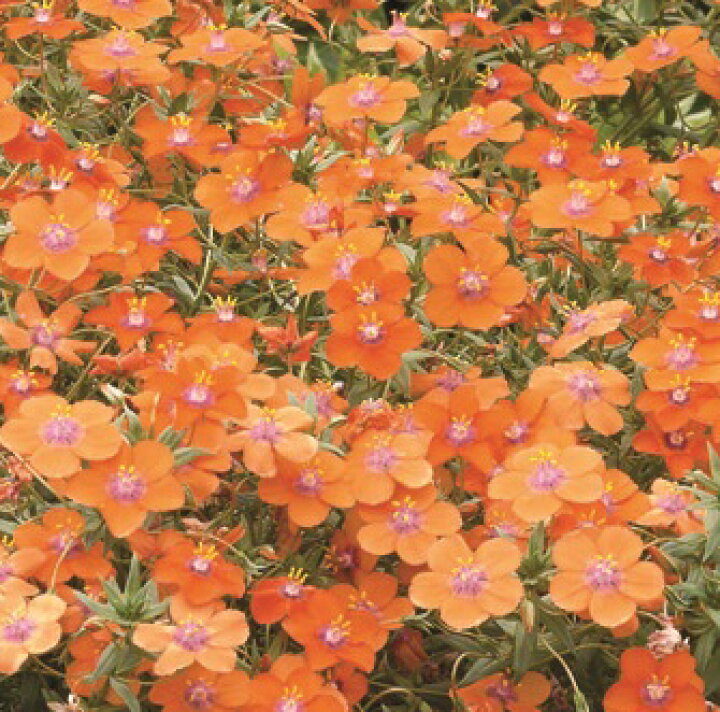 楽天市場 大注目 宿根草アナガリス ルリハコベ アンジーオレンジ1株 あなたの街のお花屋さんイングの森 楽天市場 大注目 宿根草アナガリス ルリハコベ アンジーオレンジ1株 あなたの街のお花屋さんイングの森