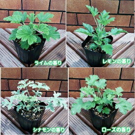 楽天市場 ハーブの苗物 植物の種類センテッドゼラニウム 苗物 ガーデニング 農業 花 ガーデン Diyの通販