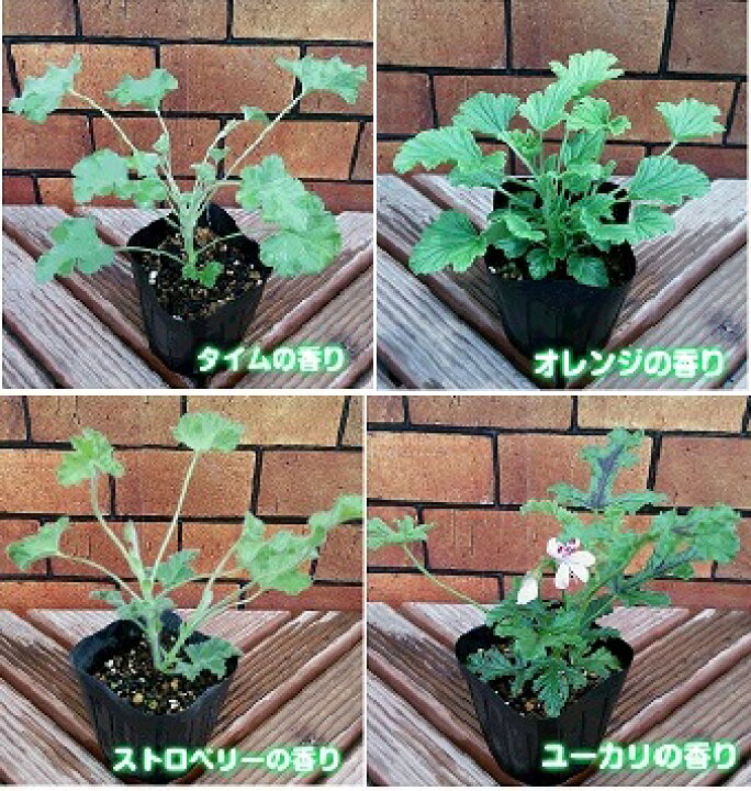 楽天市場 宿根草 選べる香りのゼラニューム１０通りの香りをお楽しみください センテッド ゼラニウム 1株 あなたの街のお花屋さんイングの森