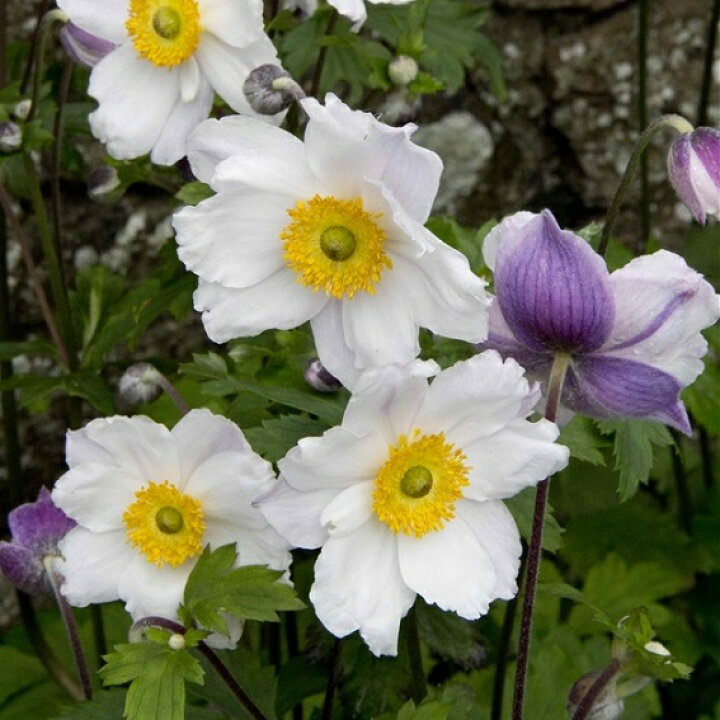 交換無料 1ポット 赤花八重咲きシュウメイギク 9 10 5cmポット苗 秋咲き山野草 耐寒性多年草 秋明菊 アネモネ 5 10 5cm以上葉が展開中 Zurique Com Br