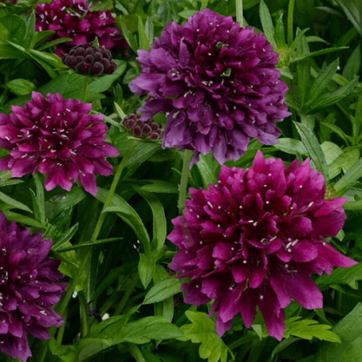 楽天市場 スカビオサ 西洋松虫草 ジェラード ブルーベリー １株 宿根草 切り花 寄せ植え イングリッシュガーデンに あなたの街のお花屋 さんイングの森