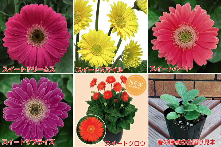 楽天市場 宿根ガーデンガーベラ ガルビネア大輪タイプ選べる５色 １株 あなたの街のお花屋さんイングの森