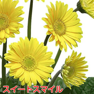 楽天市場 宿根草 多年草 春 夏楽しむ その１ ア コ ガーベラ 周年開花のガーデンガーベラ あなたの街のお花屋さんイングの森