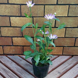 楽天市場 宿根草 多年草 春 夏楽しむ その３ ハ ワ ミヤコワスレ 都わすれ あなたの街のお花屋さんイングの森